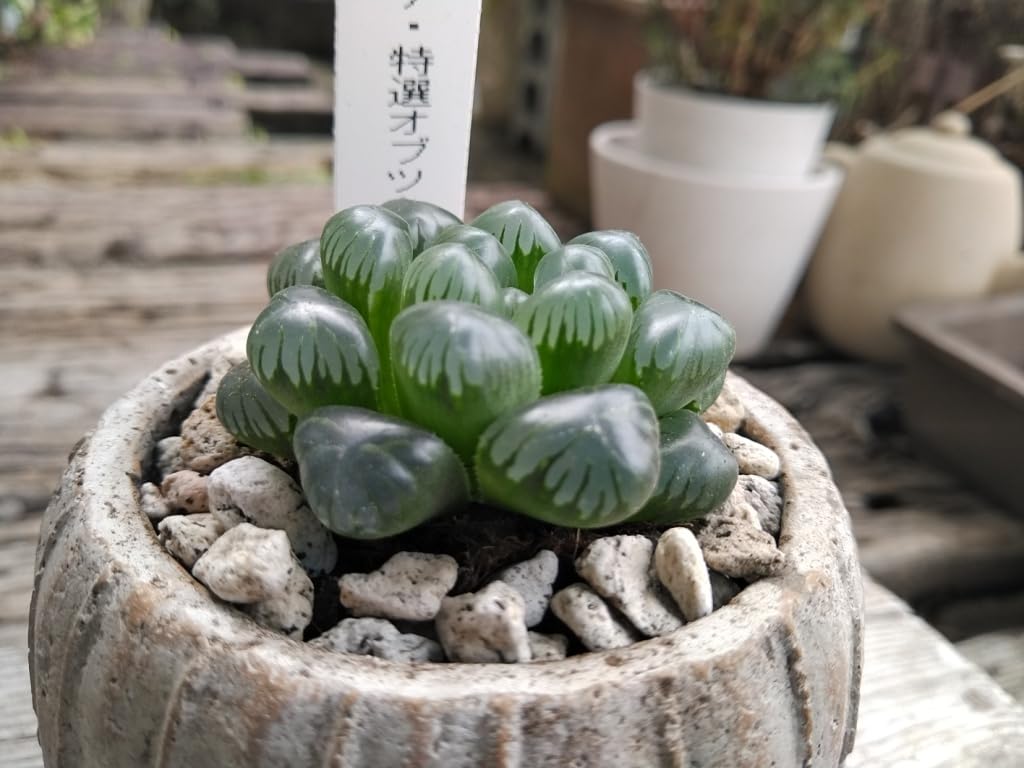 Succulent Plants Haworthia obtusa, Haworthia obtusa, Pottery Potted Plant,  Photograph : Amazon.ca: Patio, Lawn & Garden