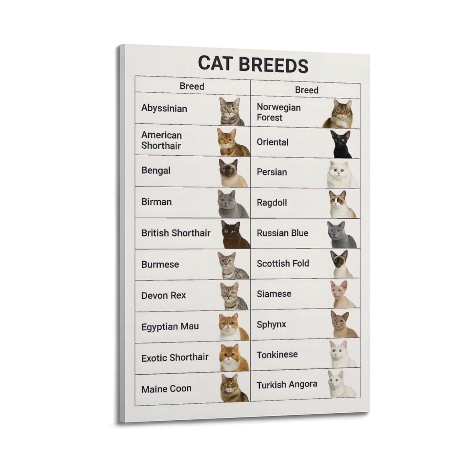 ESTE Cute Animal Cat Poster Breeds of Cats Artwork Decorative Painting Canvas Modern Art Picture 24x36inch(60x90cm)