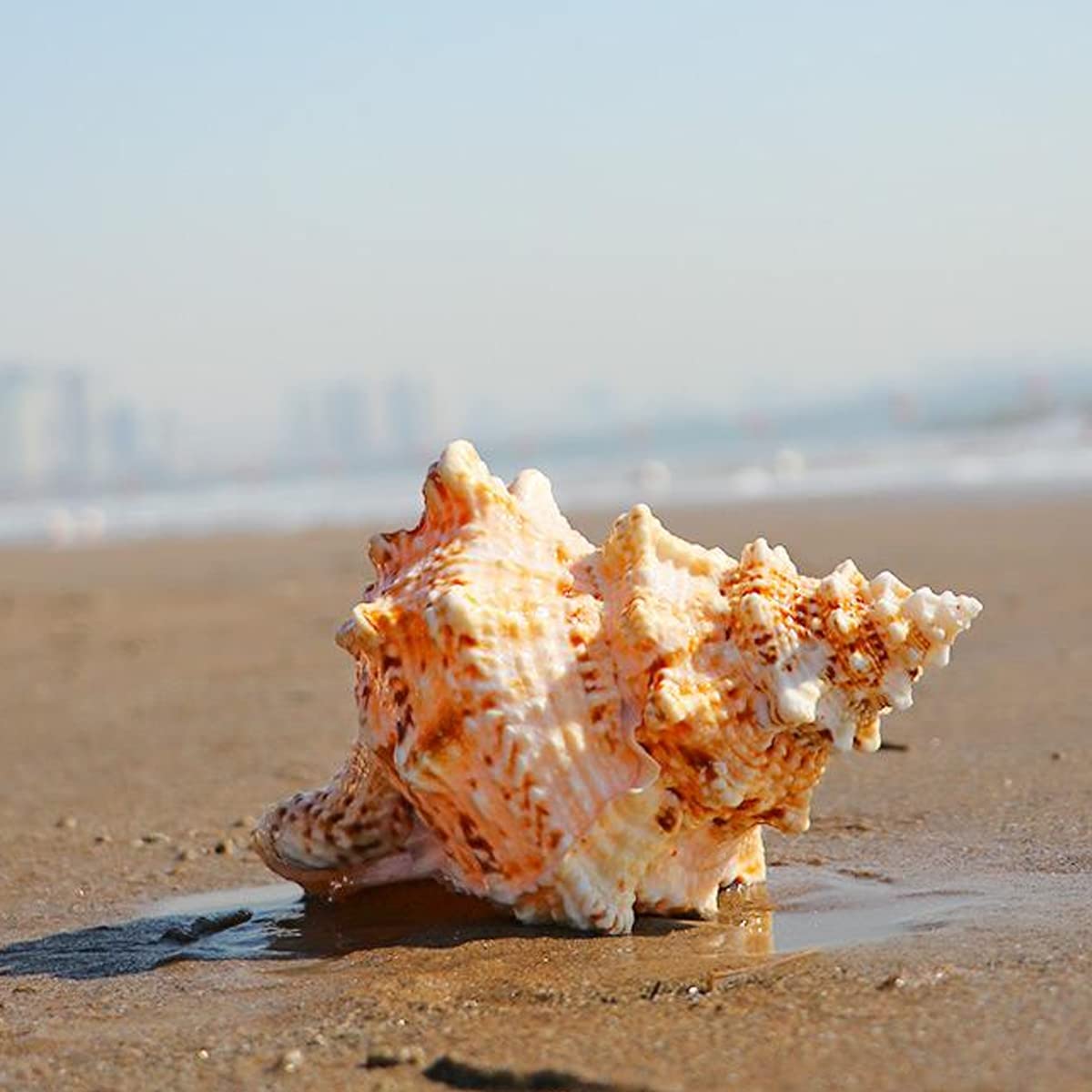 Conchiglie Grandi Naturali da Spiaggia Marina, Enormi Conchiglie oceaniche Jumbo perfette for Decorazioni Nuziali, Feste a Tema Spiaggia, Decorazioni for la casa, Artigianato Fai da Te