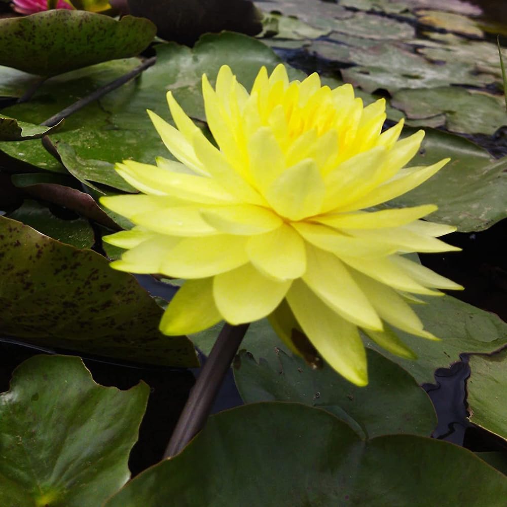 PUTTARAKSA WATER LILY Live Plant, Pale Yellow Aquatic Flower with Golden Center, Hybrid Variety by Piarote Thongnum (2020), Outdoor Pond or Container Plant, Sun-Loving and Easy to Grow