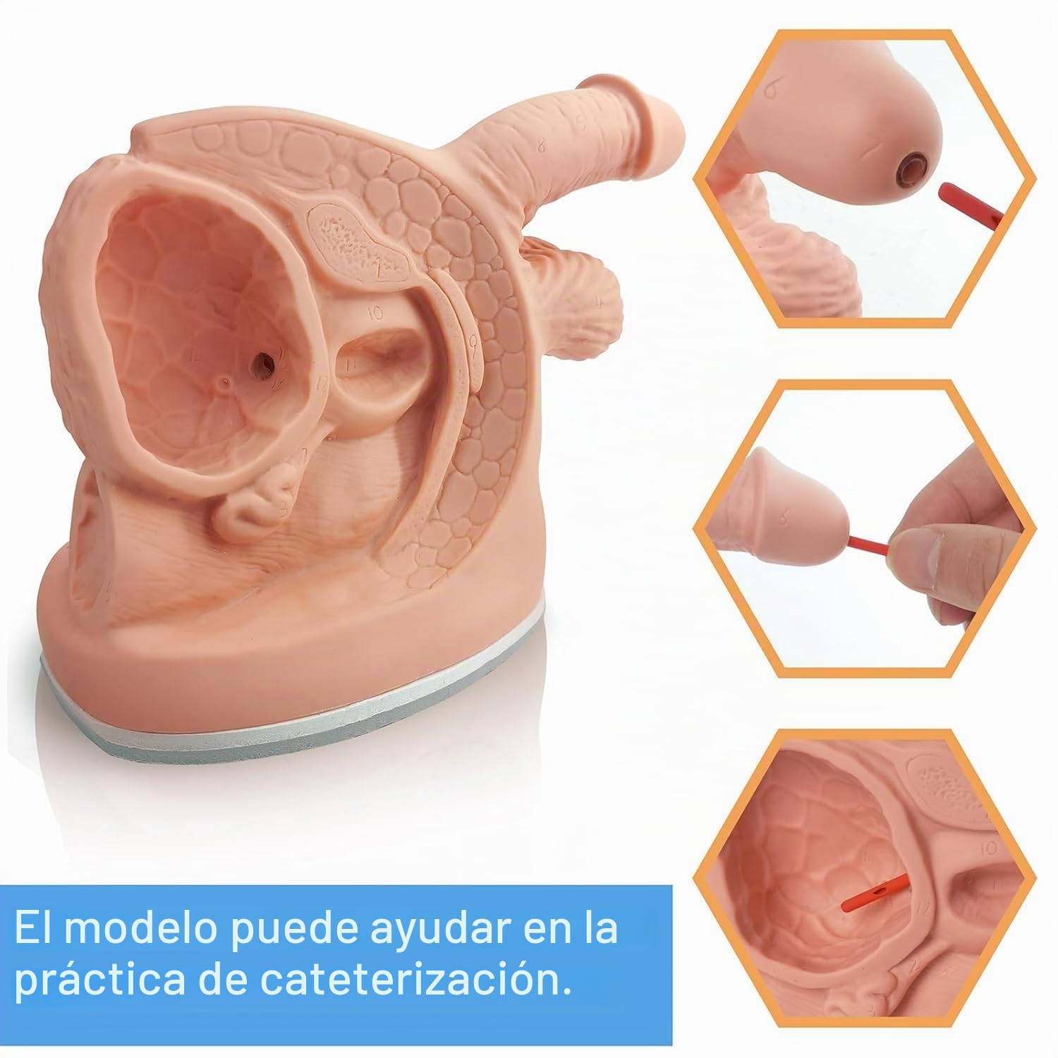 Anatomía Masculina Femenina Modelos De Cateterismo 2 Pcs Modelos De Anatomía Genital Externa Interna para Enseñanza Clínica Educación Médica Formación Práctica