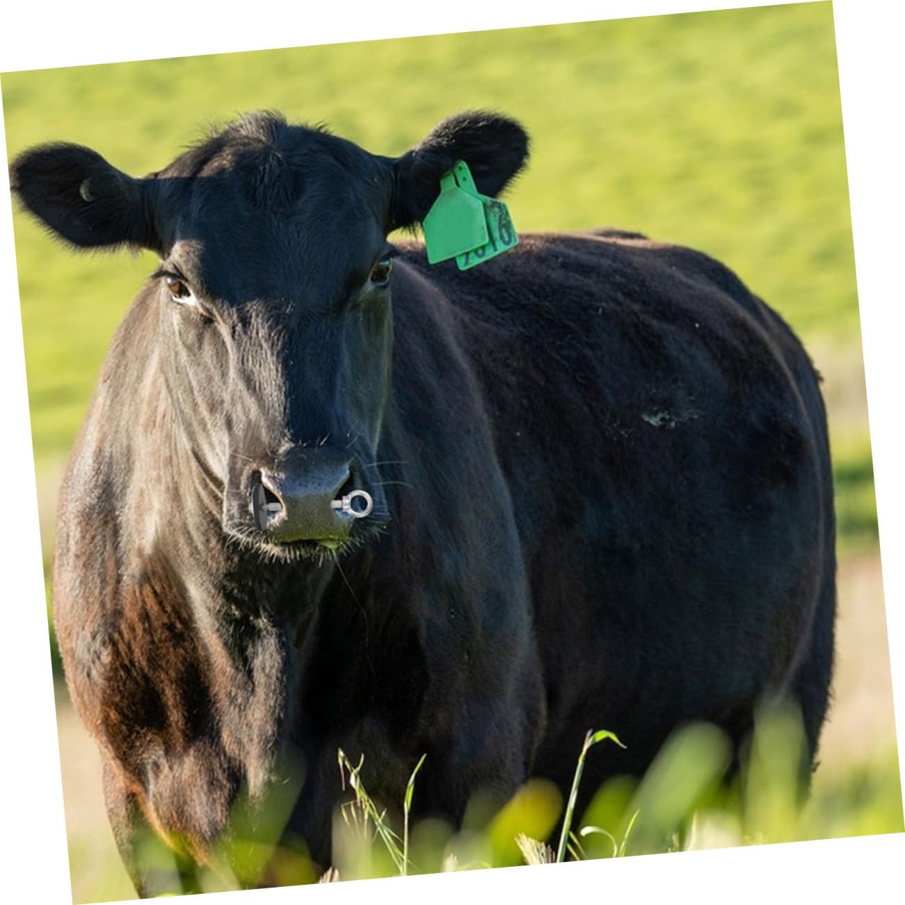 Amazon.co.jp: TINEASUR 牛鼻栓 牛リング 家畜牛の鼻輪 牛の