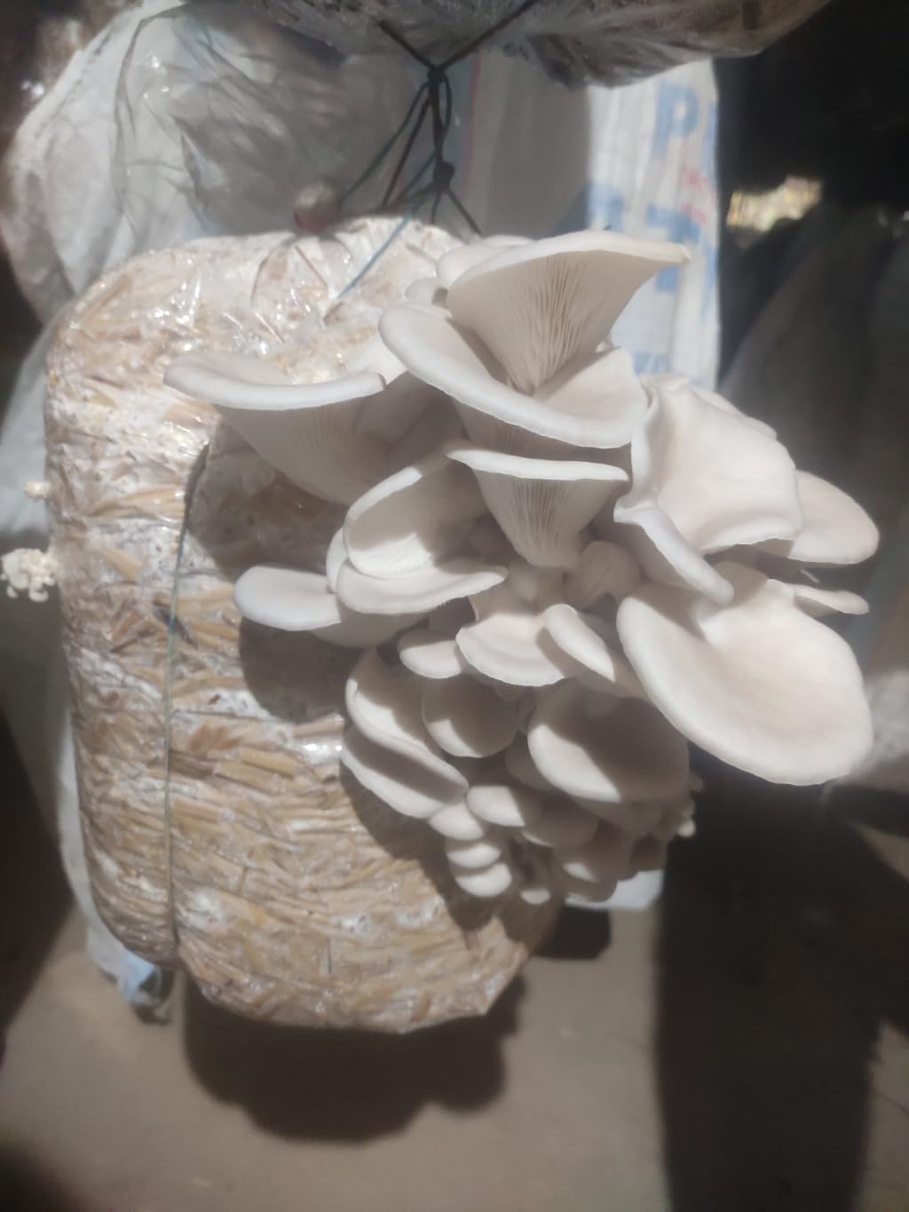 Grow Your Own Sajor Caju Mushrooms Indoors -2 Grow Your Own Sajor Caju Mushrooms Indoors -2