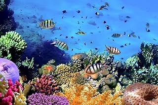 alottagifts Fish Aquarium Lighted Canvas Wall Art Print 16" x 12" With Timer | LED Canvas Canvas Wall Art Print Design (Fish Aquarium,16" x 12")