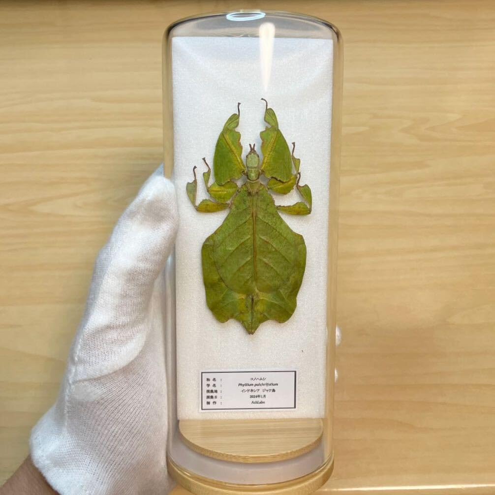 オオコノハムシの標本 特製フレームケース付き 昆虫標本 コノハムシ ナナフシ Amazon.co.jp: 昆虫標本コノハムシ ガラスケース入り : おもちゃ