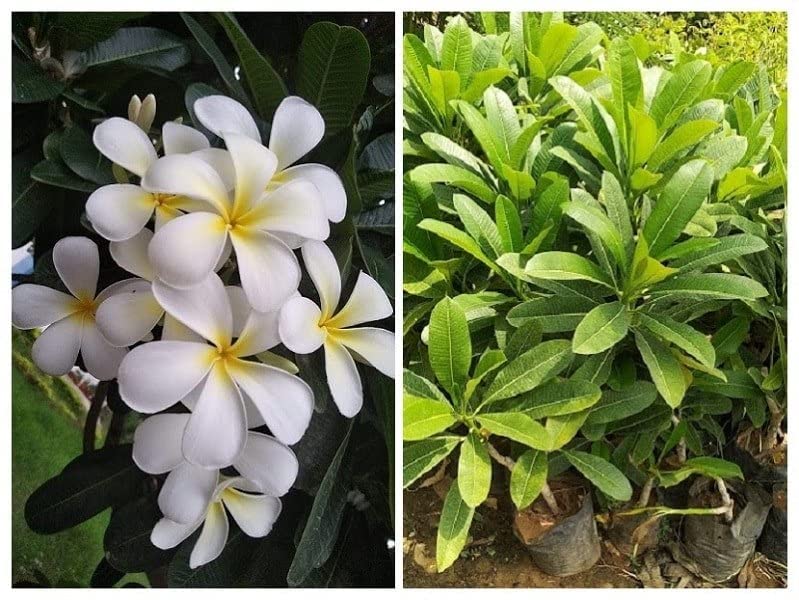WoFLoo frangipani champa plant Plumeria Dwarf Champa live plant for home and terrace garden (B0BN819GVP) Amazon Price History, Amazon Price Tracker