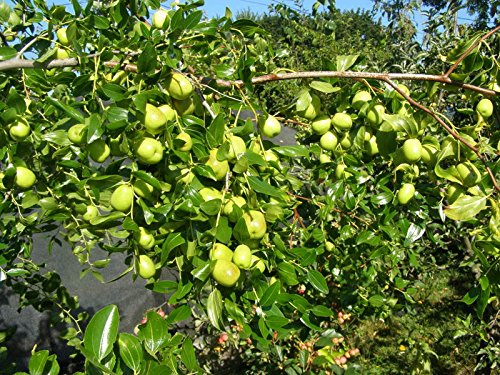 Royal Paradise Gardens Rare Ziziphus Mauritiana Indian Jujube Bare Apple Fruit Plant (1 Healthy Plant In Polybag) (B078VDCVH7) Amazon Price History, Amazon Price Tracker