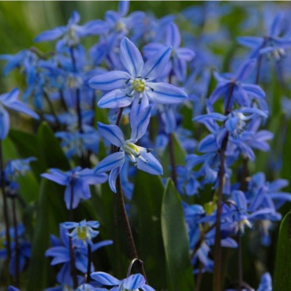 Rain Lily Bulbs，Blooms Multiple Times Throughout The