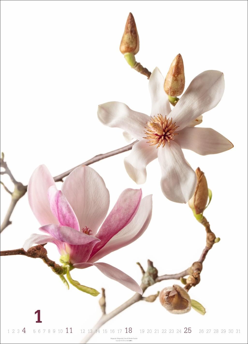 Blütenbilder Kalender 2026: Großer Jahres-Wandkalender mit stilvollen Fotos prachtvoller Blüten. Blumen-Kalender für die Wand. 49 x 68 cm. Hochformat