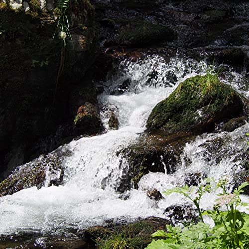 Bubbling Brook Oasis (3 Hour Binaural Water Sounds for Sleep)