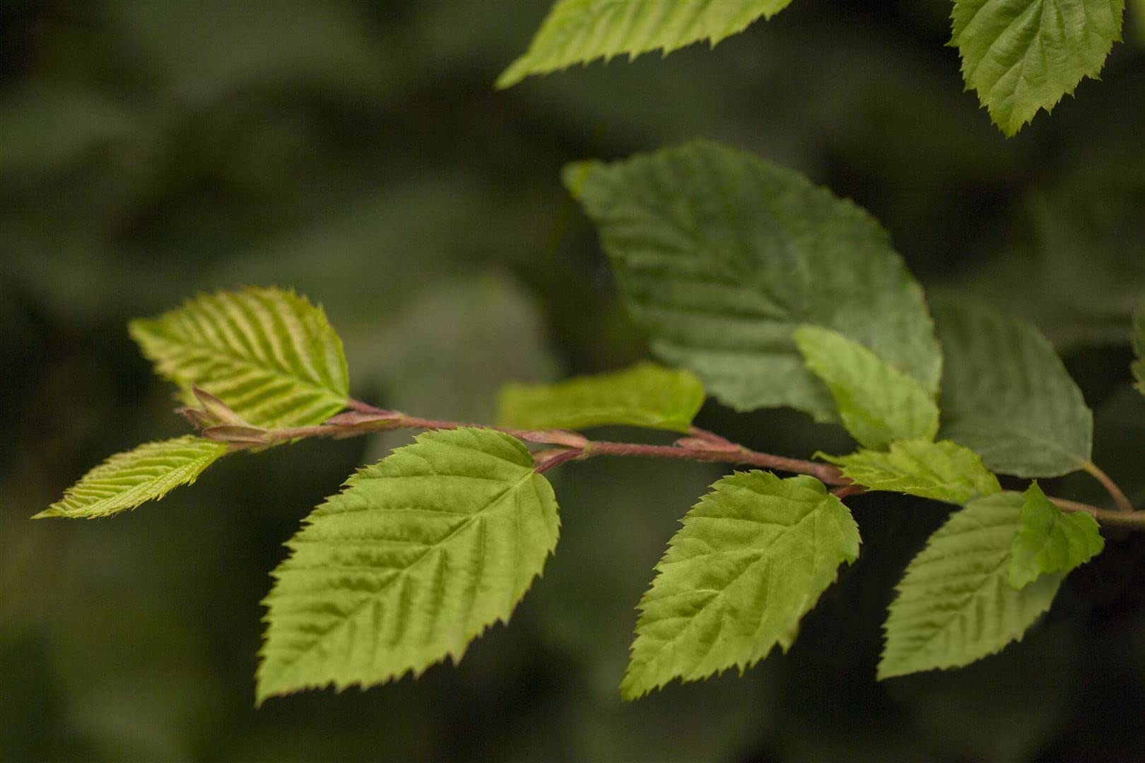 Carpinus betulus roślina żywopłotowa, roślina z korzeniami, mrozoodporna, niemiecka jakość szkółki, mocne rośliny, tolerowana przez cięcie, łatwa w utrzymaniu