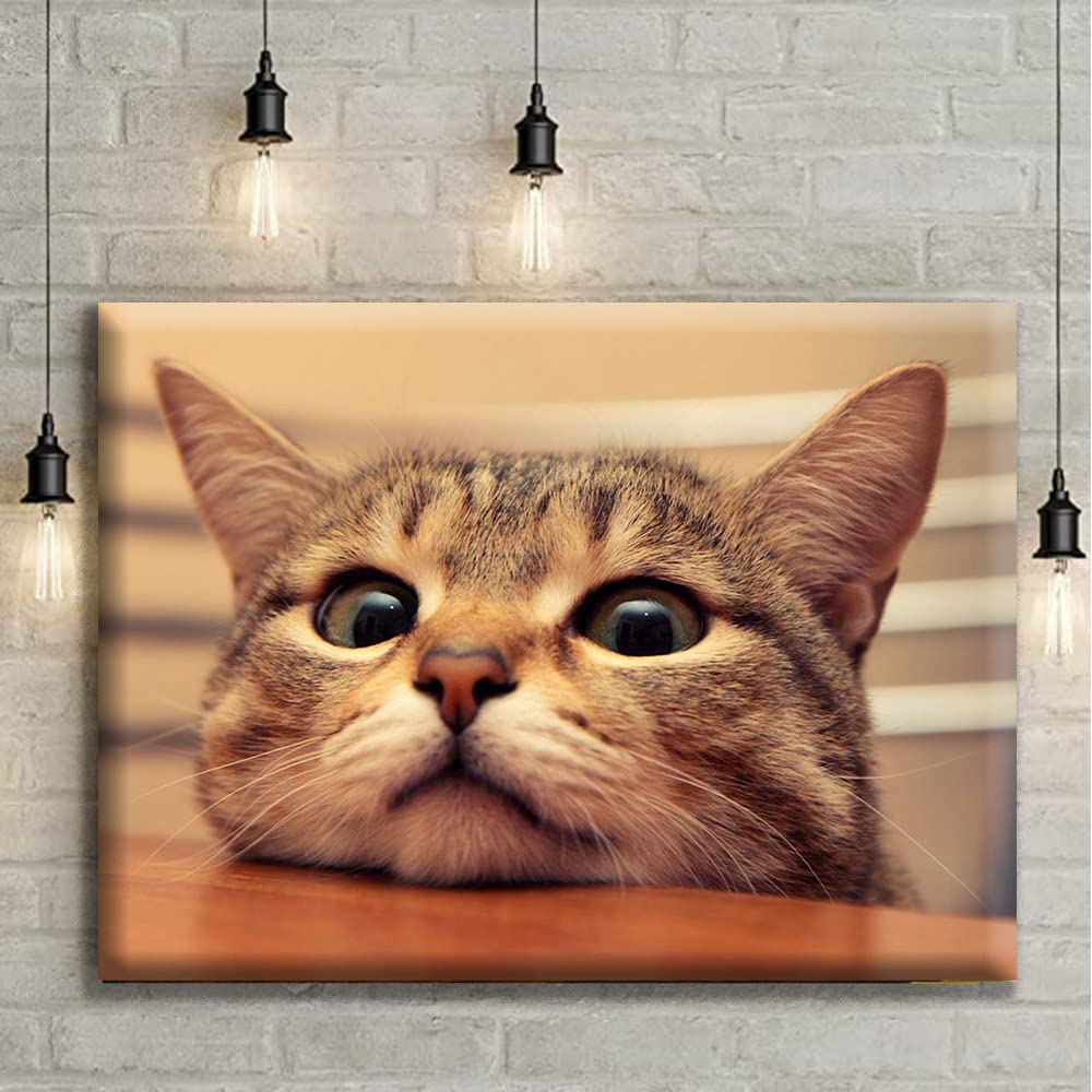 Amazon.co.jp: ダイヤモンドアート 動物 四角いビーズ 50x40cm 猫 5d