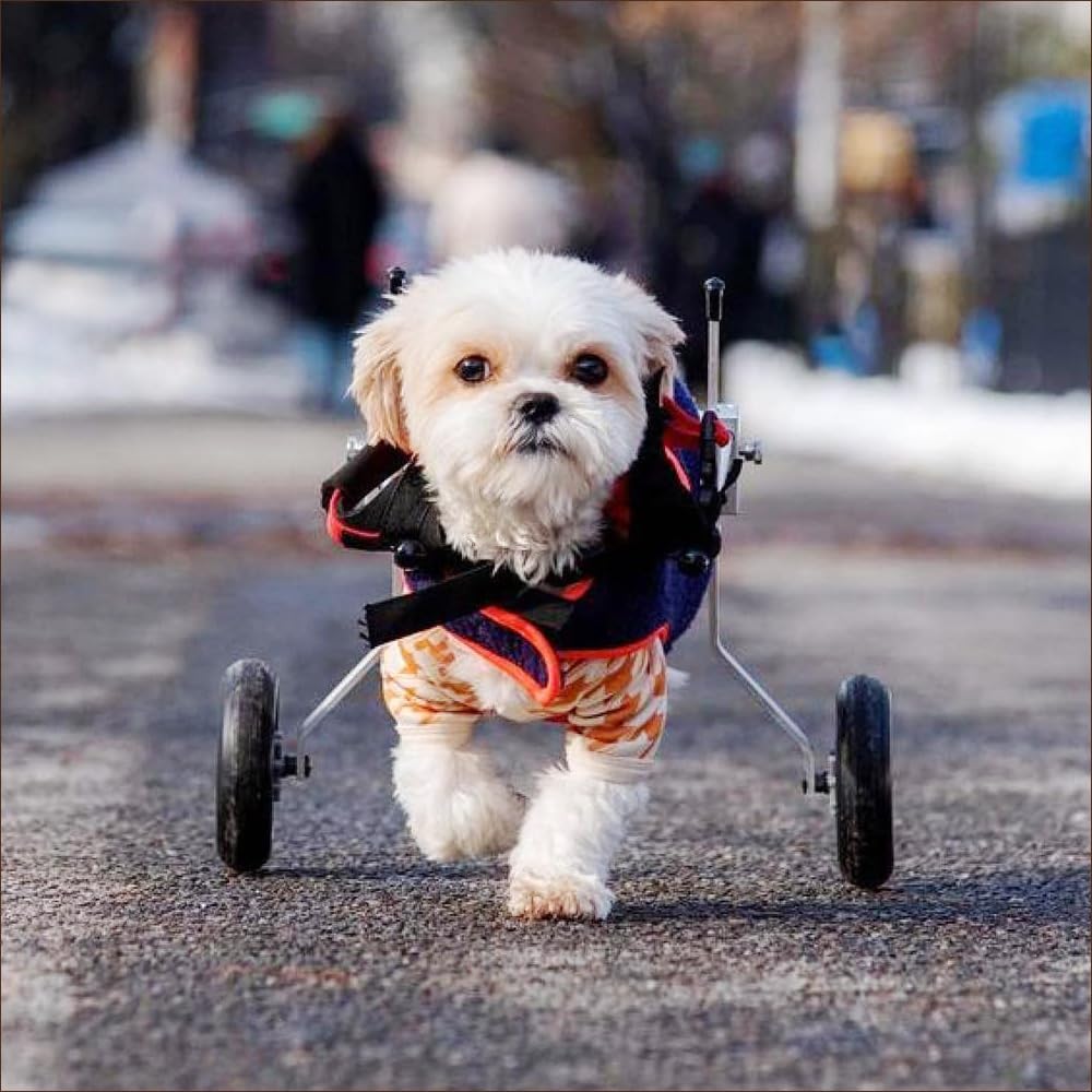 Dog Wheelchair - XX-Small