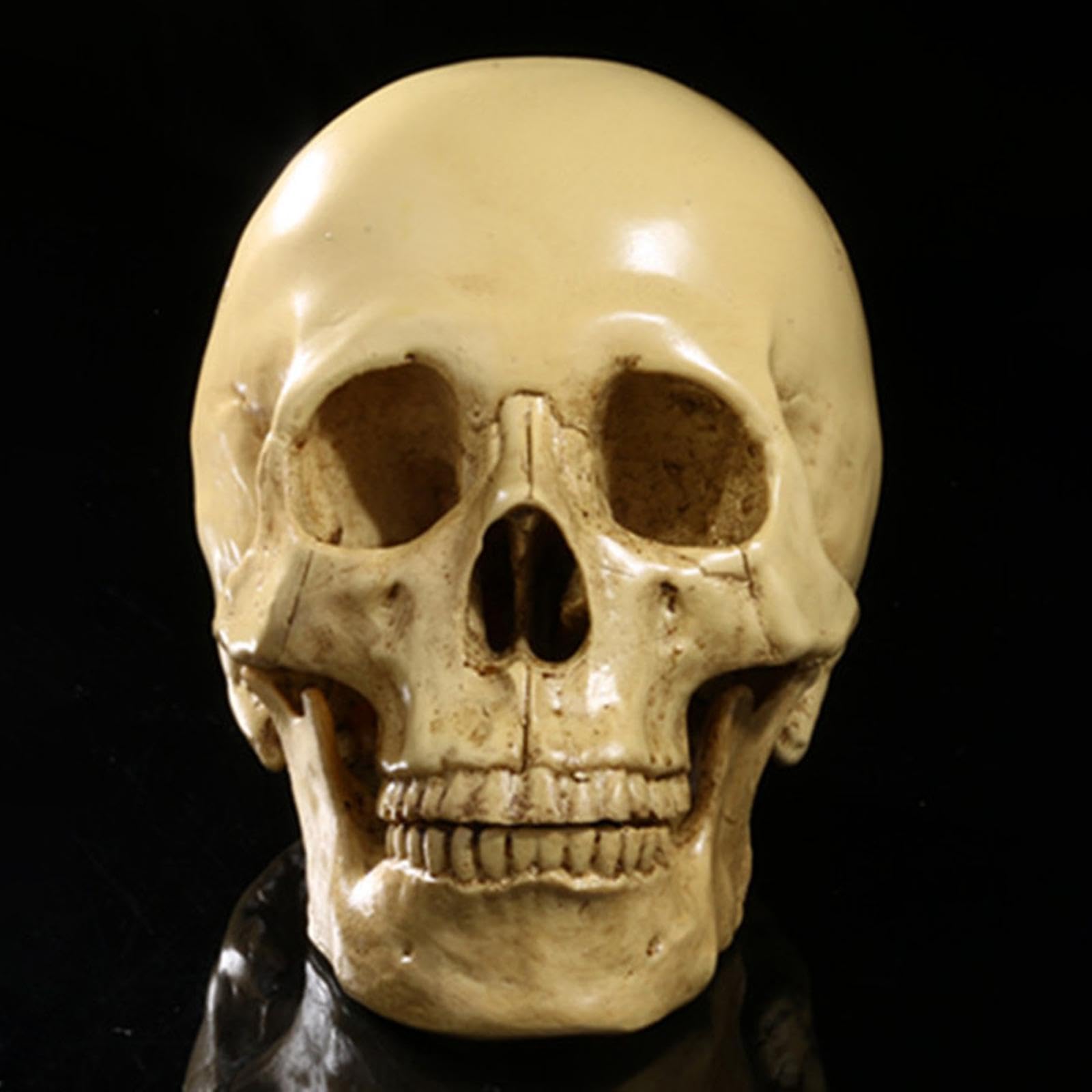Replica realistica del teschio umano a grandezza naturale, 16,5 cm