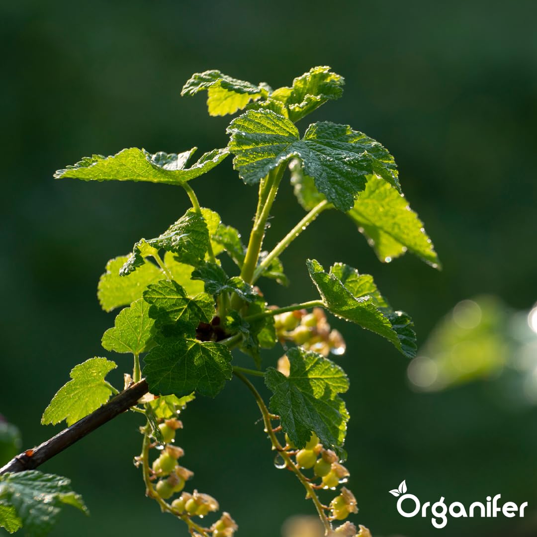 Fertilizante Líquido Para Vid - 4x1L - NPK 2-1-8 | Abono Para Hojas Saludables Y Crecimiento Fuerte - Refuerza Raíces Y Vitalidad - Organifer