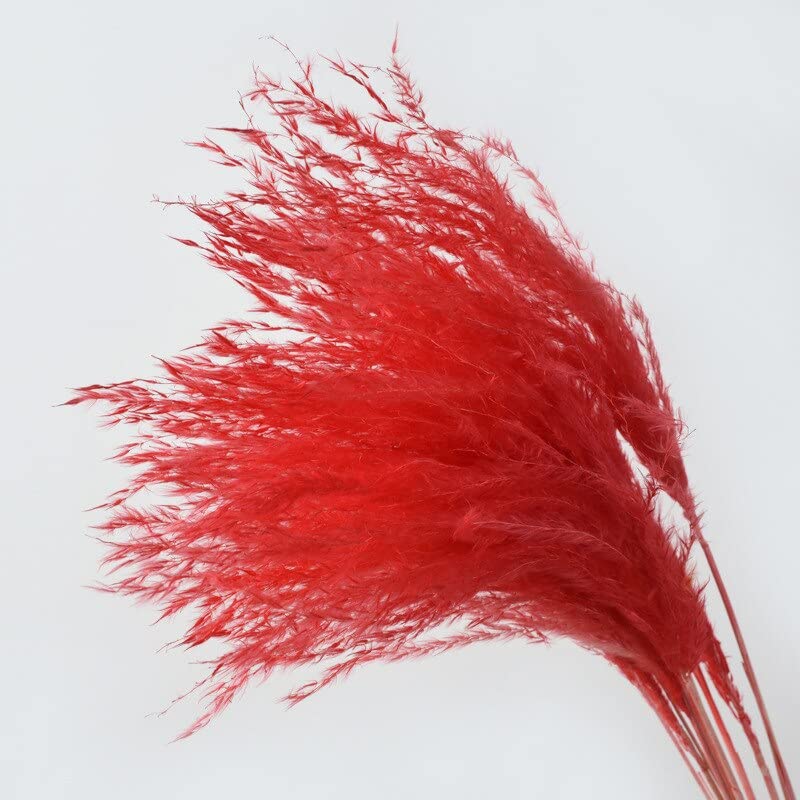 30 pièces/Ensemble Fleurs séchées Naturelles Bouquet Fleurs sèches Pampa Herbe séchée Roseau pour décoration de Mariage décor à la Maison