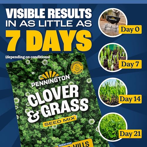 Mini Clover Lawn Seed Blends For Soil Improvement