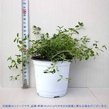 Amazon.co.jp: ハーブ苗 クリーピングタイム 4個セット【おうち