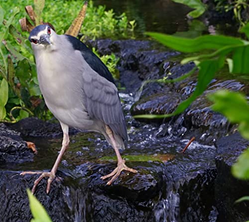 Simply Listening Podcast Por  arte de portada