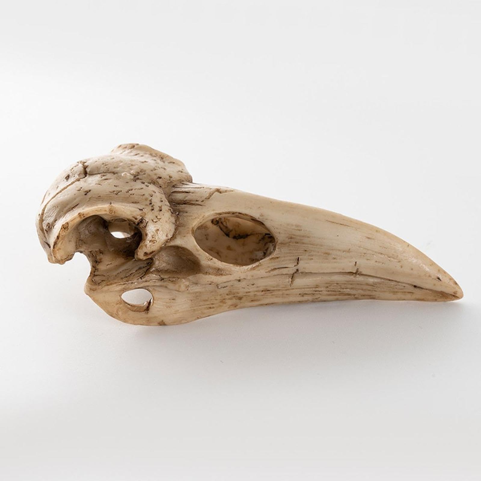 Amazon.co.jp: Wswqop 鳥の頭蓋骨ペンダント 樹脂製フィギュア