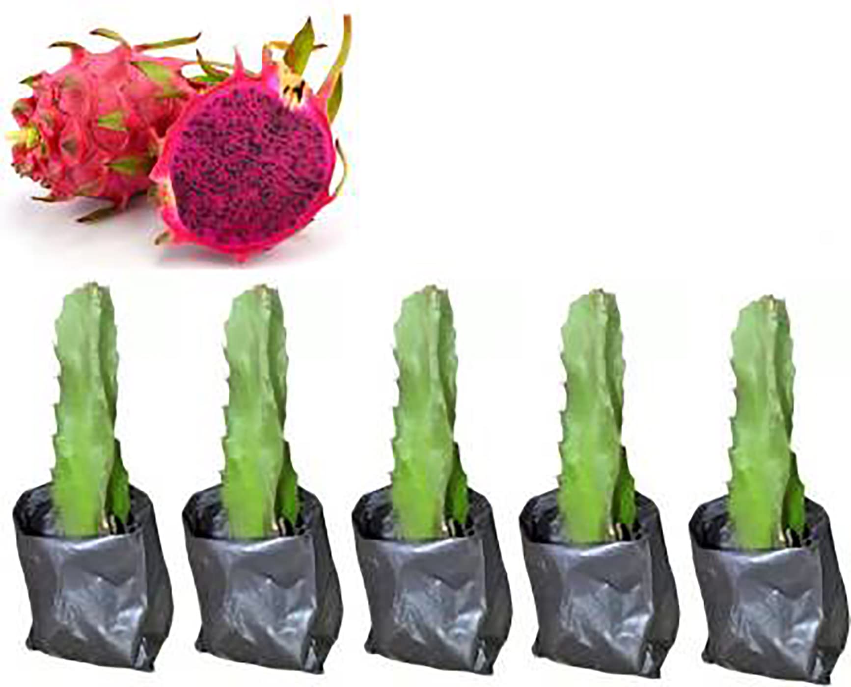The Entacloo Red Flash Dragon Live Plant (Pack of 5) (B09R1RN4H9) Amazon Price History, Amazon Price Tracker