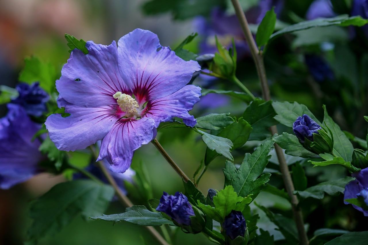 The Royal Crafty Transform Your Garden with Beautiful Blue Hibiscus Grafted hybrid Live Flower Plant for Perfect Addition to Your Home Garden (B0CBPLVSHD) Amazon Price History, Amazon Price Tracker