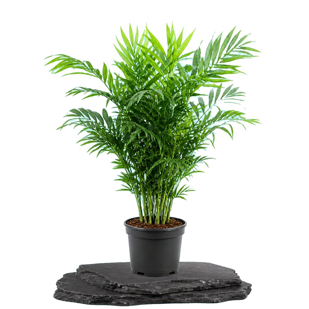 DECOALIVE Chamaedorea Elegans Palmera de Interior Palmera Viva 17 cm