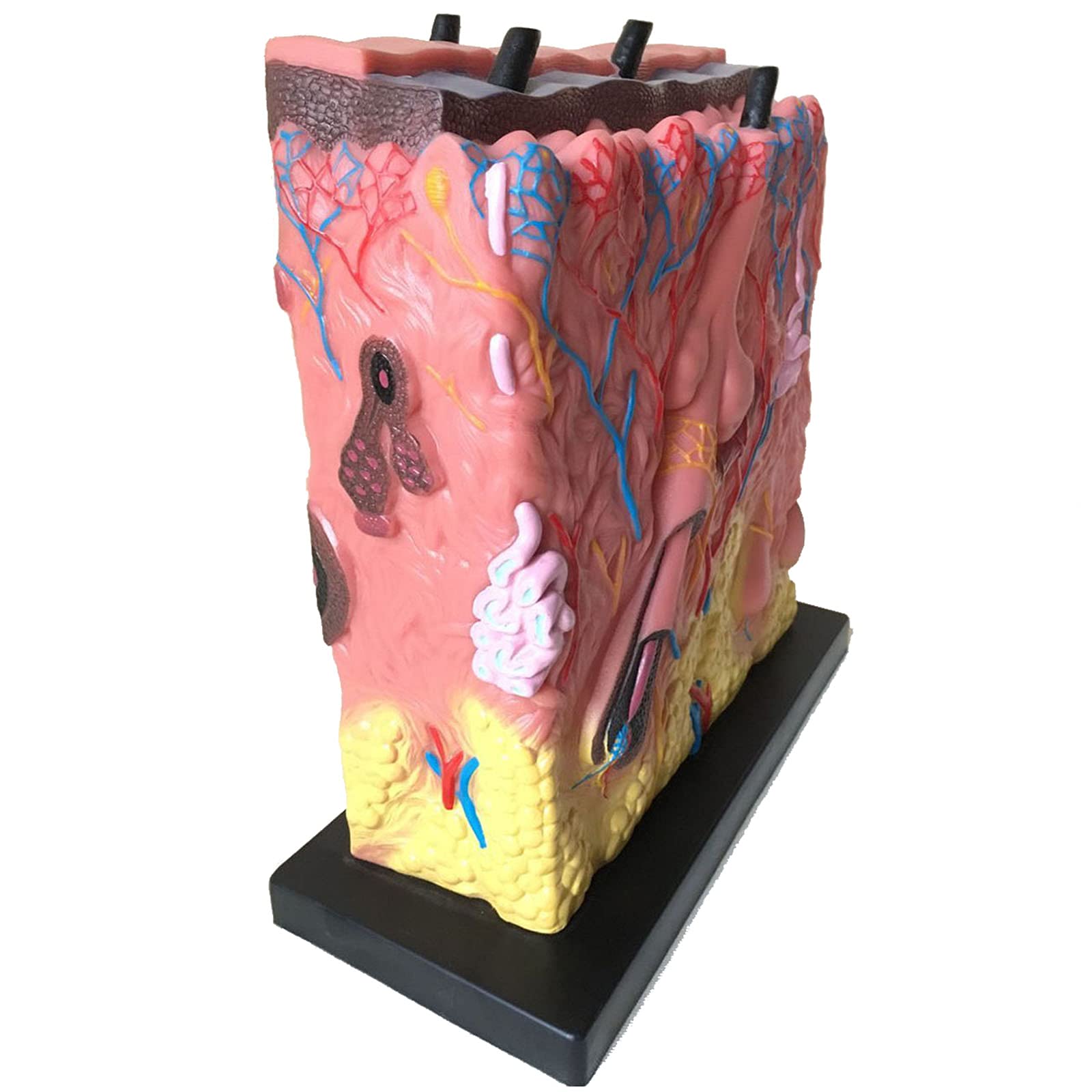 Buy K99 Acne Epidermis Dissecting Dermal Skin Anatomy Model Skin