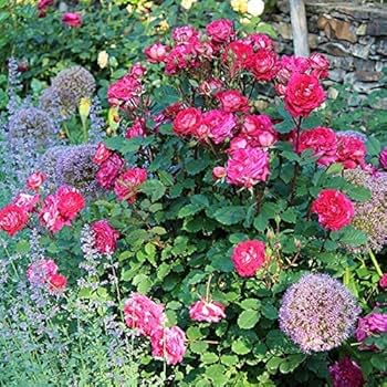 Milk様用　バラ苗♡　入手困難　廃盤品種s.asma Milk様用 バラ苗♡ 入手困難 廃盤品種s.asma Milk様用 バラ