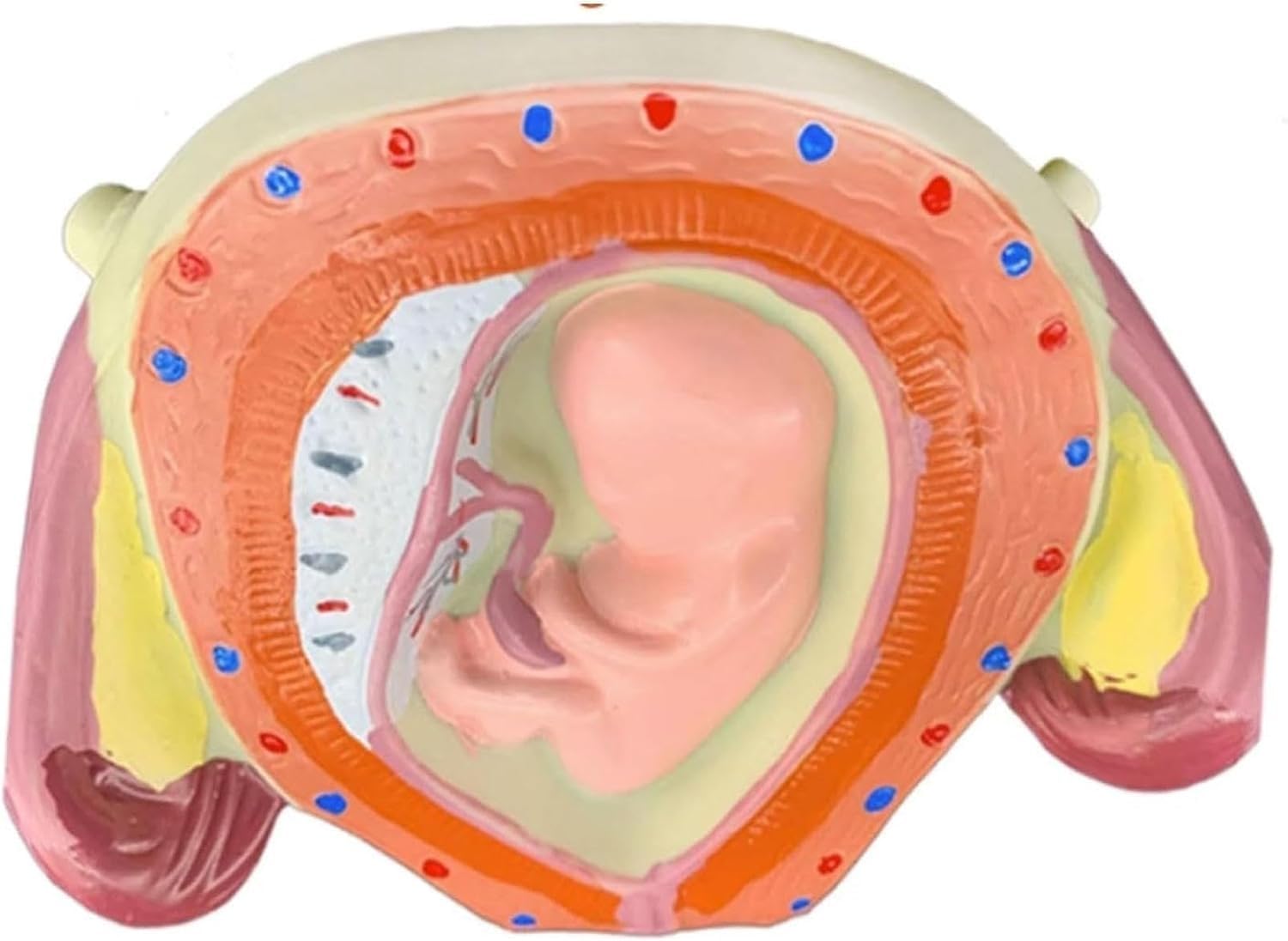 Modello di sviluppo fetale umano, modelli di anatomia 1:1 per l'educazione, serie di laboratorio embrionale, set di 8 strumenti educativi anatomici per scuola e studio