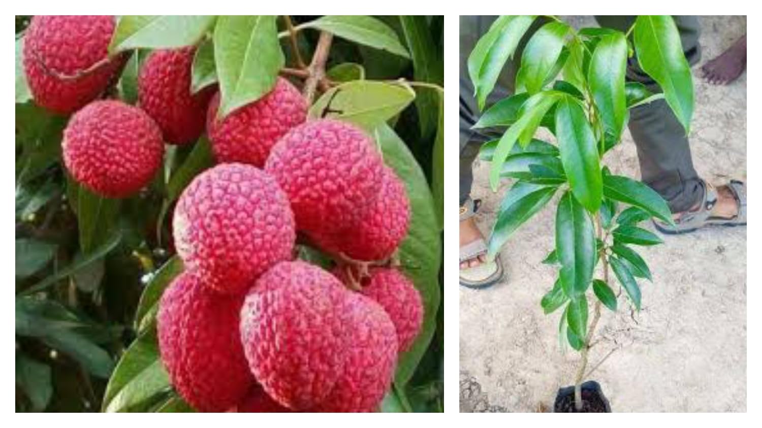 Special Sweet Hybrid Seedless Litchi Plant,Lychee/Lichu (GRAFTED) Healthy Live Plant Original Variety, (B0D2S6BR3Z) Amazon Price History, Amazon Price Tracker