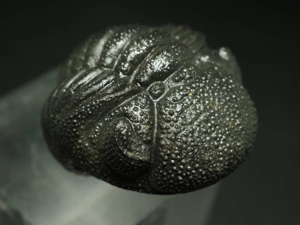 Amazon.co.jp: Morocops Forteyi 303 Morocco Kingdom Dinosaur Fakops