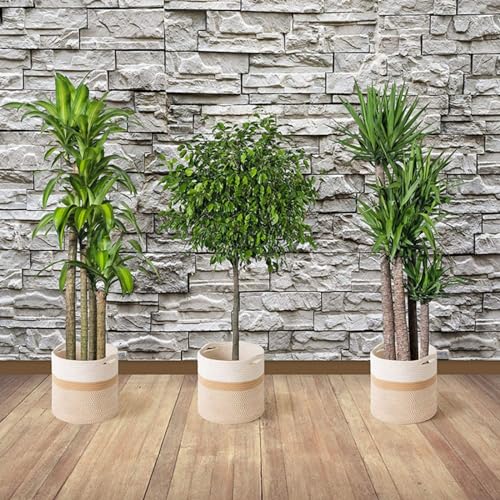 KMERCE Large Braided Plant Basket Diameter 25cm Plant Pot Indoor Flower Basket Indoor Indoor Large Basket Boho Knitted Plant Pot with Handles - Image 4