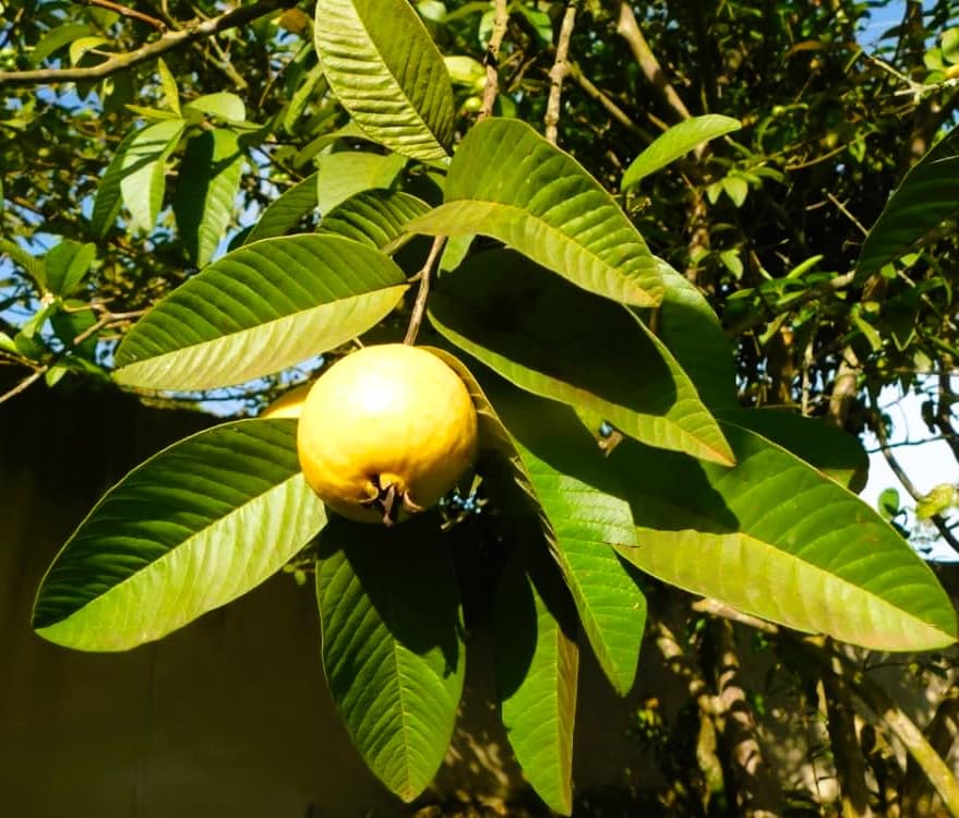 15 Semillas de Guayaba (Psidium guajava) - Árbol Frutal Exótico de Rápido Crecimiento