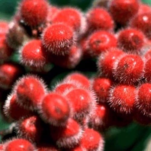 Paquete de 10 semillas de zumaque dulce (Rhus aromatica)