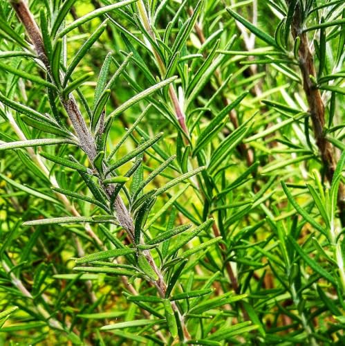 TomorrowSeeds - Rosemary Seeds - 200+ Count - for 2026 Planting Blue Tuscan Perennial Herb Garden Mediterranean Rosmarino Romero Spice Houseplant Perennial Grow Your Own Home Farm Patio Healthy