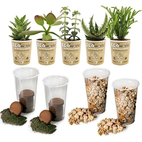 Ecoworld Sukkulent DIY Pflanzen Terrarium und Pflanzen Cover