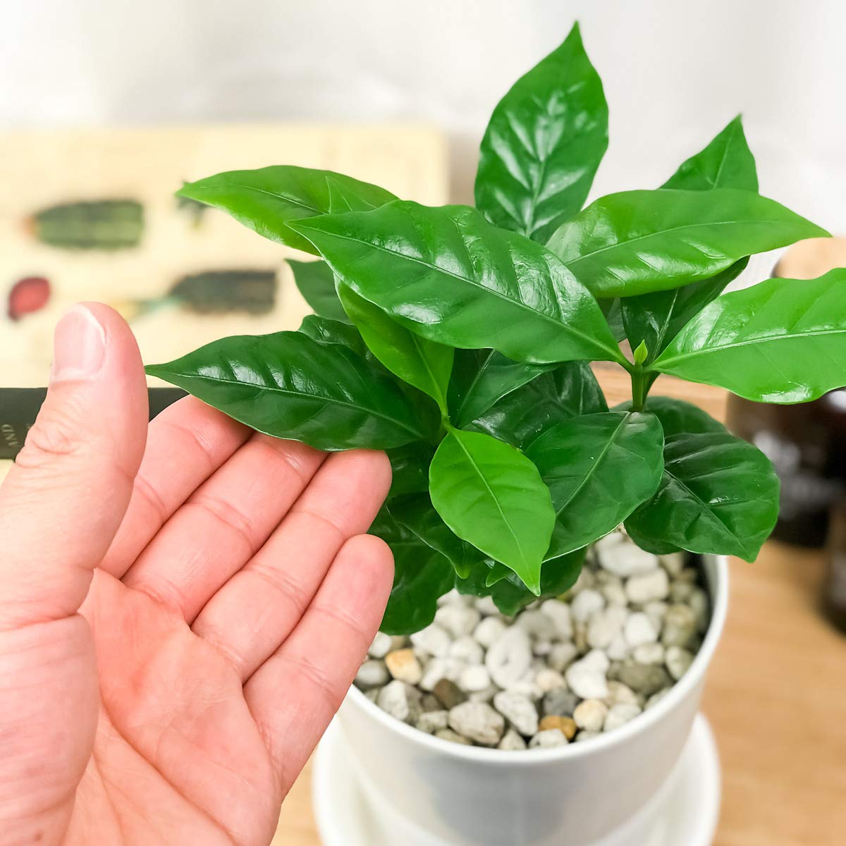 Amazon.co.jp: PLANCHU 観葉植物 コーヒーノキ アラビカ 4号鉢 受け皿