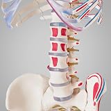 tectake® Life-Size Anatomical Skeleton Model with Mobile Joints, Removable Limbs & Skull with Replaceable Teeth, Detailed Human Skeleton Model, Incl. 2 Anatomy Posters & Stand with Wheels - 180 cm - 9