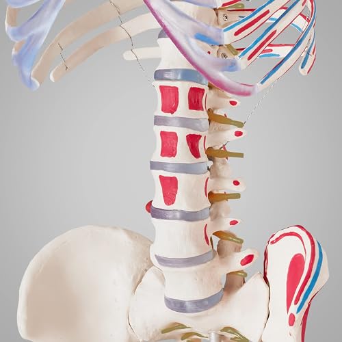 tectake® Life-Size Anatomical Skeleton Model with Mobile Joints, Removable Limbs & Skull with Replaceable Teeth, Detailed Human Skeleton Model, Incl. 2 Anatomy Posters & Stand with Wheels - 180 cm - 9