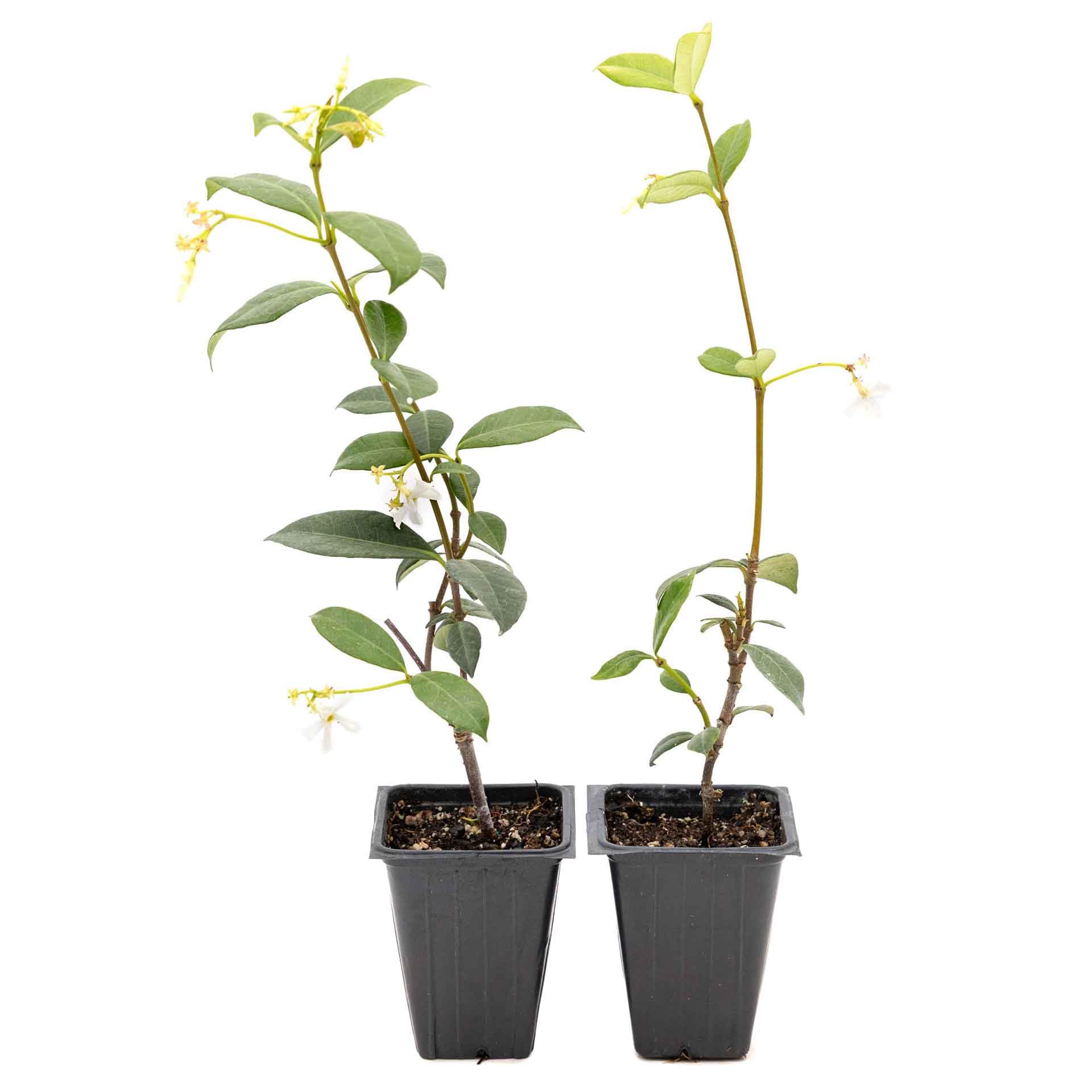 2 Star Jasmine Plants