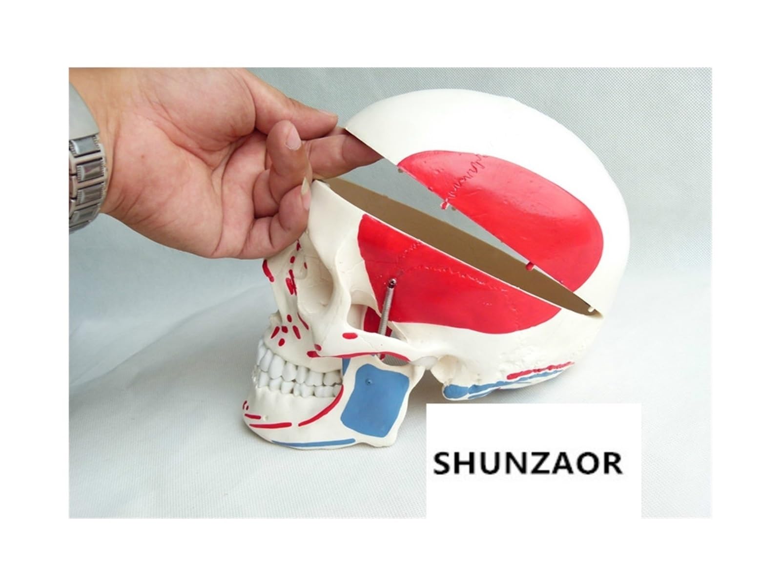 Anatomía de tamaño real, cráneo médico, hueso, Natural 1:1, coloración muscular, modelo anatómico humano