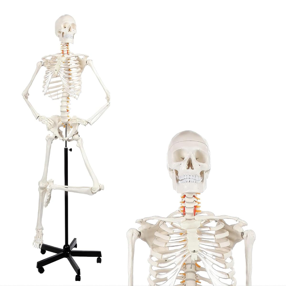 Model anatomicznego szkieletu człowieka naturalnej wielkości 170 cm z 206 kośćmi, elastyczny szkielet przegubowy