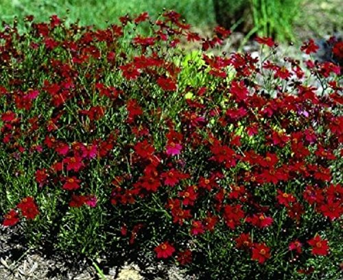 Coreopsis Limerock Ruby Perennial Garden Plug Plants Pack x6