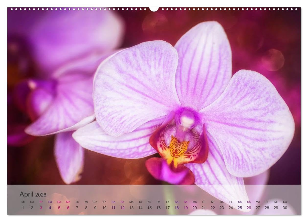 Phalaenopsis - die zauberhafte Welt der Orchideen (hochwertiger Premium Wandkalender 2026 DIN A2 quer), Kunstdruck in Hochglanz: Eine kleine ... meiner Orchideen-Familie. (CALVENDO Orte)