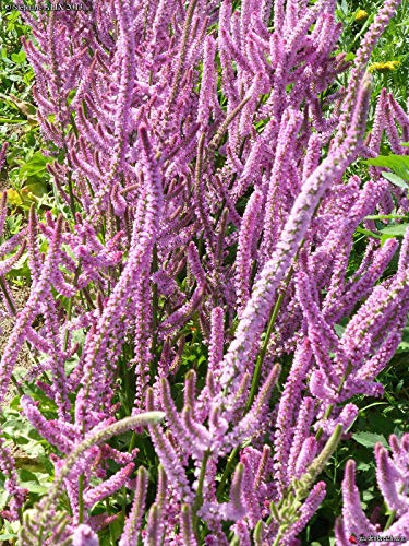 2700 Semi statici rosa/Limonium/Suworowii statico/Static russi