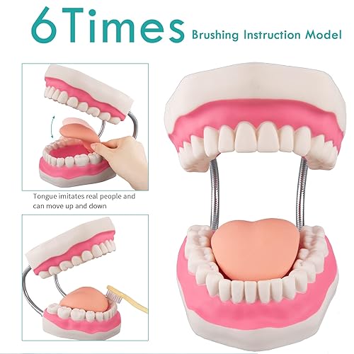 Miniatura 2 de Modelo de boca para terapia del habla - 6 veces modelos de dientes de higiene dental modelo dental con lengua móvil y cepillo de dientes para