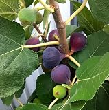 Black Mission Fig Tree, Live Fig Fruit Plant, Edible Fig Tree Live Plant from 5 Inches