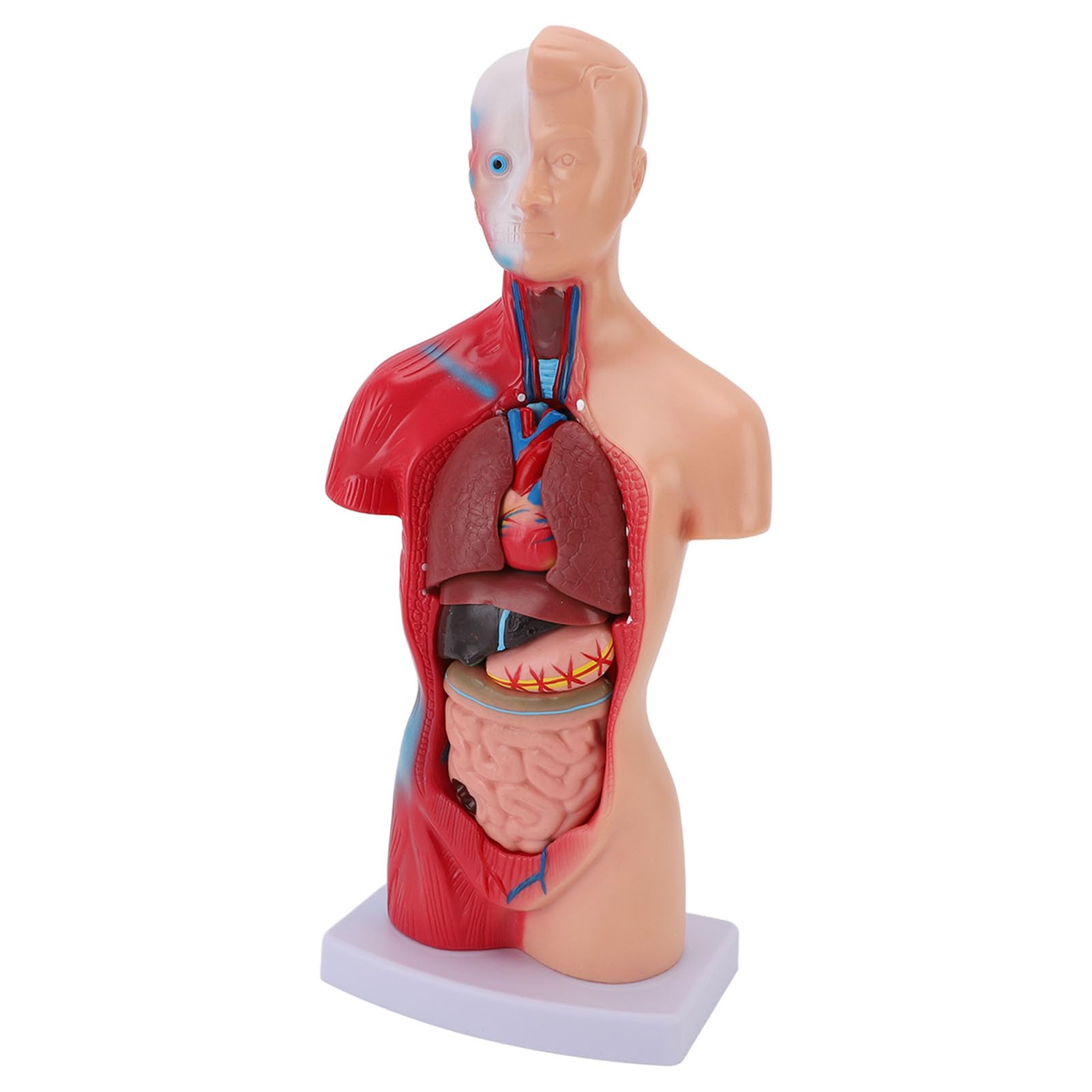 Yosoo Health Gear Modello Anatomia Umana, 15 Pezzi Organi Staccabili 28cm