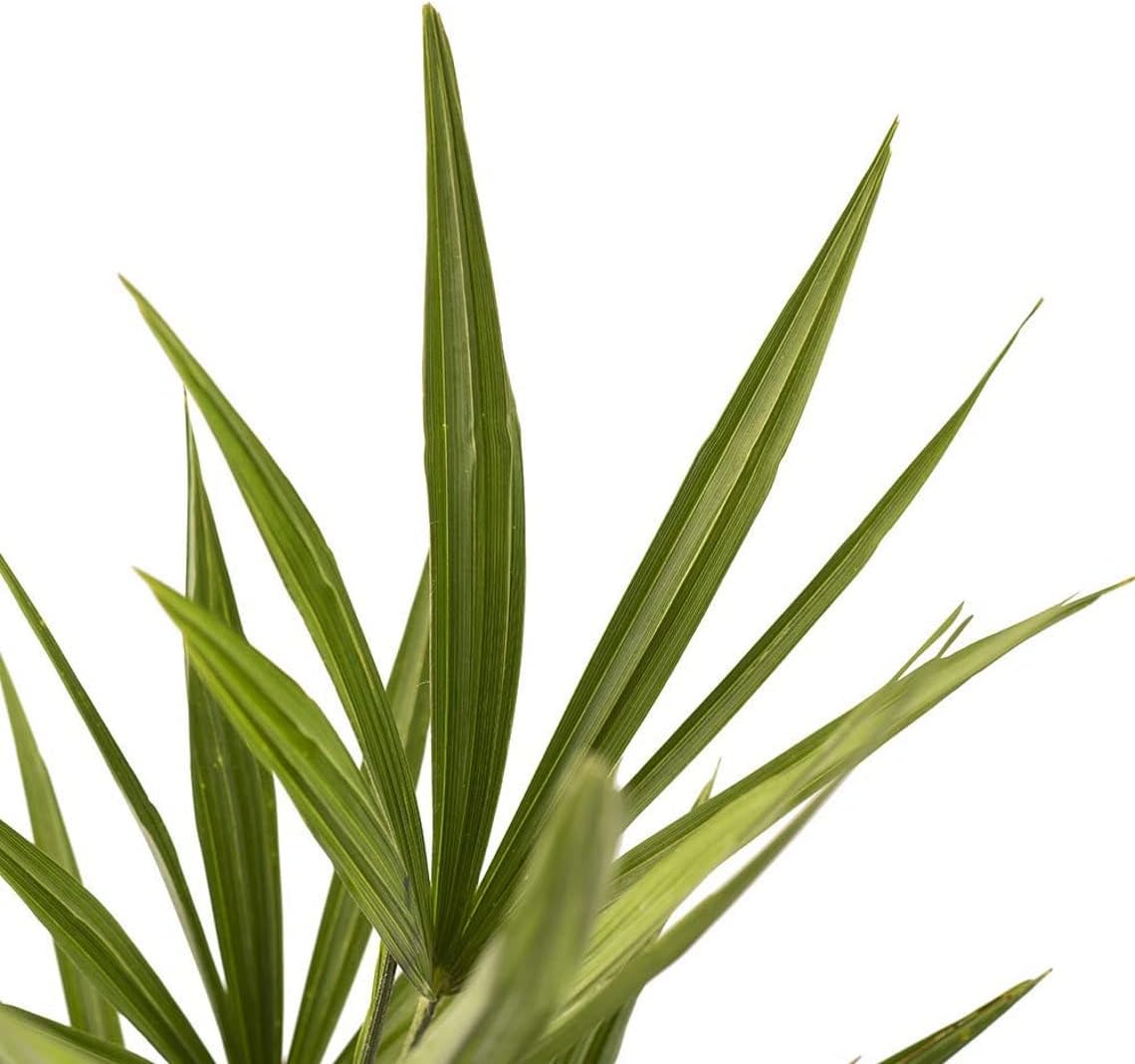 American Plant Exchange Windmill Palm – 4-Inch 3-Pack – Live Easy Care Tropical Outdoor Palm Tree, Cold-Hardy, Container-Friendly Plant for Patios, Landscapes & Garden Decor
